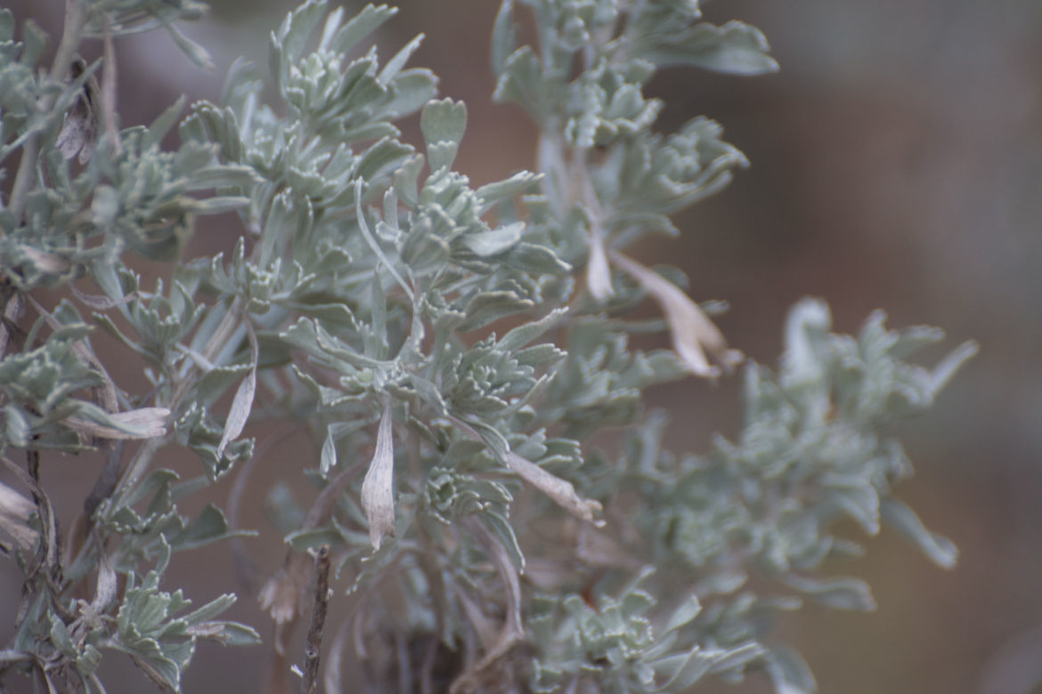 Sagebrush